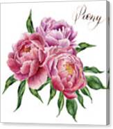 Watercolor Peonies Bouquet Isolated Canvas Print