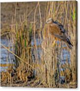 Western Marsh Harrier In Wetlands Canvas Print