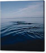 Whale In Sea Canvas Print