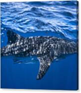 Whale Shark : The Biggest Fish Of The World Canvas Print
