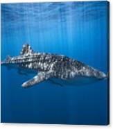 Whale Shark In The Blue Canvas Print