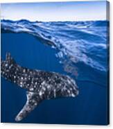 Whale Shark On Split Level Canvas Print