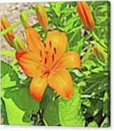 What's Up Tiger Lilly Orange Pods Stamen Green Leaf And Gravel Background 2 6272019 5852. Canvas Print