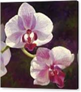 White And Purple Phali Flower Canvas Print