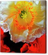 White And Red In Poppy World. Canvas Print