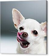White Chihuahua Licking Lips, Close-up Canvas Print