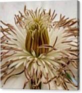White Clematis Canvas Print