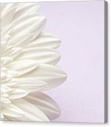 White Gerbera Daisy On Lavender Canvas Print