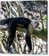 White Headed Capuchin Monkey Resting Canvas Print
