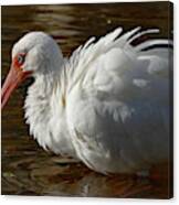 White Ibis With Ruffled Feathers Canvas Print