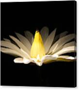 White Lily At Night Canvas Print