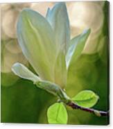 White Magnolia Canvas Print