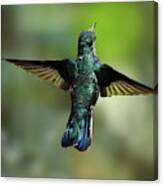 White-necked Jacobin Hovers Canvas Print