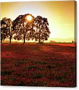 White Oak Trees With Field At Sunset Canvas Print