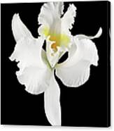 White Orchid On Black Canvas Print