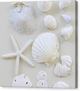 White Shells Canvas Print