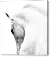 White Stallion Andalusian Horse Neck Canvas Print