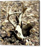 White-tail Deer 002 Canvas Print