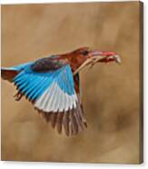 White-throated Kingfisher Catch Canvas Print