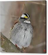 White-throated Sparrow 2 Canvas Print