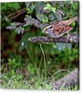 White-throated Sparrow Canvas Print