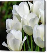 White Tulips Vertical Canvas Print