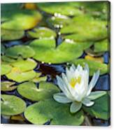 White Water Lily In Pond Canvas Print