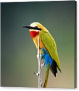 Whitefronted Bee-eater Merops Canvas Print