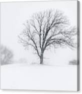 Whiteout - Tree In A Prairie Blizzard Canvas Print