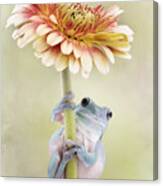 White's Tree Frog Holding A Gerbera Flower Canvas Print