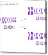 Whole Genome Duplication Canvas Print