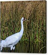 Whooping Crane In Pond Canvas Print