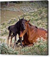 Wild Black New Born Foal And Mare Canvas Print