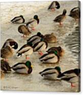 Wild Ducks Resting On Ice Canvas Print
