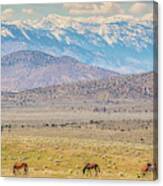 Wild Horses Above Carson Valley Canvas Print