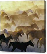 Wild Horses Canvas Print