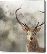 Wild Nature - Stag Canvas Print