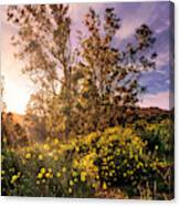 Wildflower Sunset Canvas Print