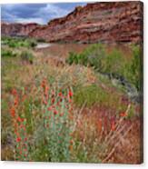 Wildflowers Along Colorado River And Highway 128 Canvas Print