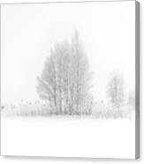 Winter Birches... Canvas Print