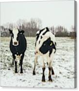 Winter Cows Canvas Print