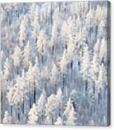Winter Forest With Frosty Trees Aerial Canvas Print