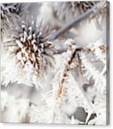 Winter Frost On A Garden Thistle Close Up Canvas Print