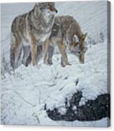 Winter Storm- Coyotes Canvas Print