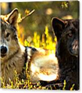 Wolf Pups At Rest Canvas Print