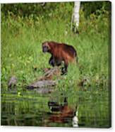 Wolverine By The Lake Canvas Print