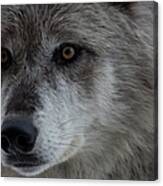 Wolves From Yellowstone National Park Canvas Print