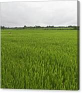 Woman Working In Rice Field Canvas Print