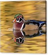 Wood Duck Drake On A Golden Pond Canvas Print