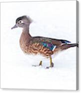 Wood Duck In Winter Canvas Print